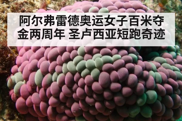 阿尔弗雷德奥运女子百米夺金两周年 圣卢西亚短跑奇迹